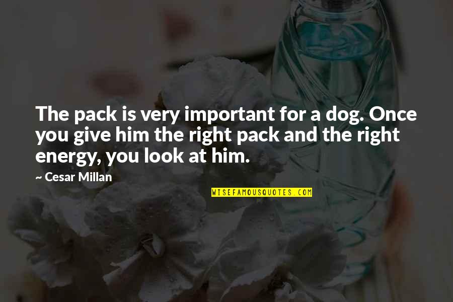 Once I Give Up Quotes By Cesar Millan: The pack is very important for a dog.