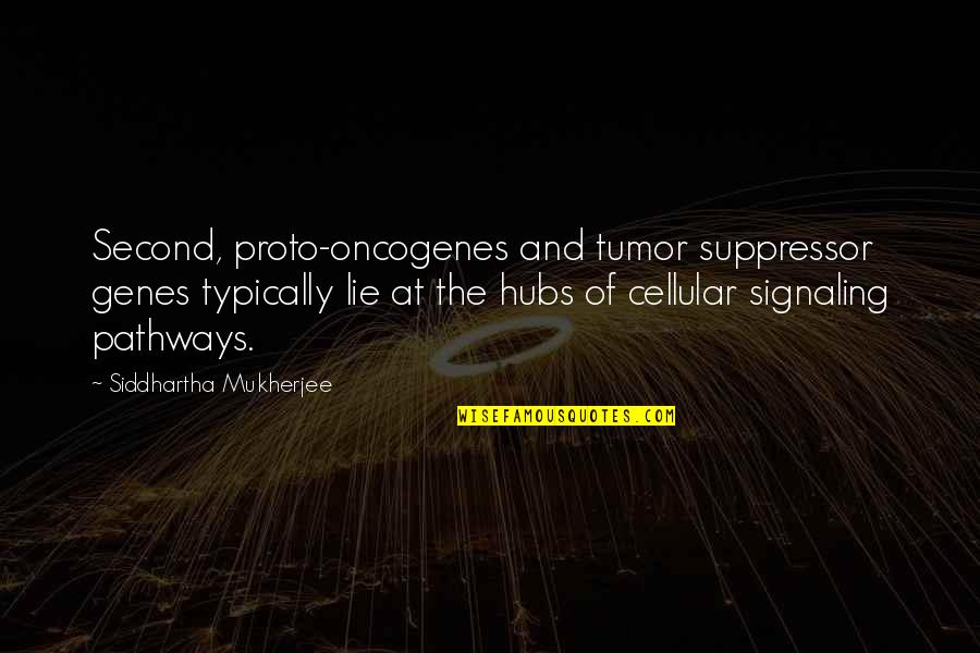 Oncogenes Quotes By Siddhartha Mukherjee: Second, proto-oncogenes and tumor suppressor genes typically lie