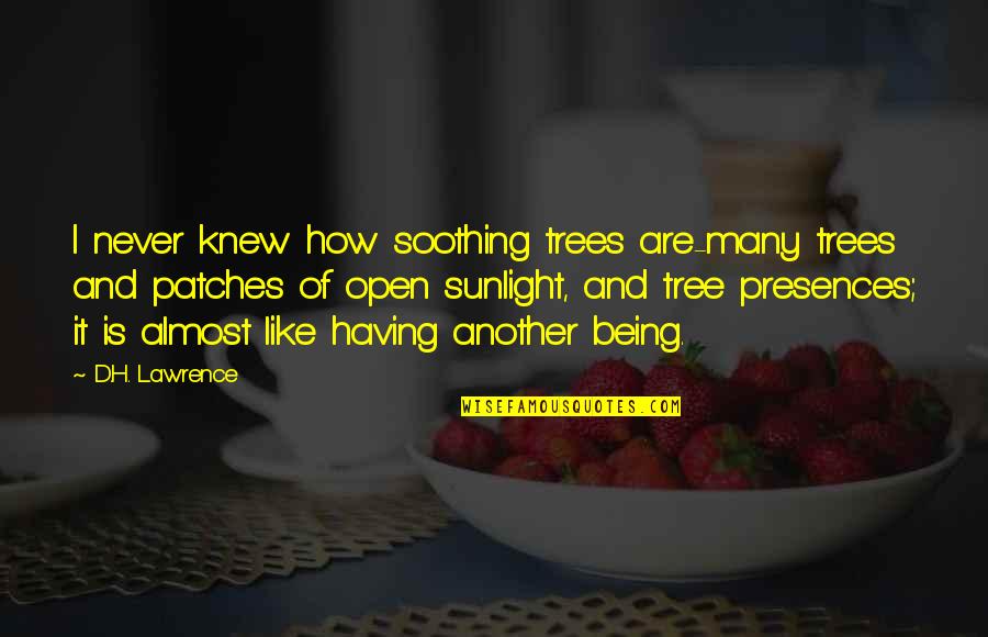 Open'd Quotes By D.H. Lawrence: I never knew how soothing trees are-many trees