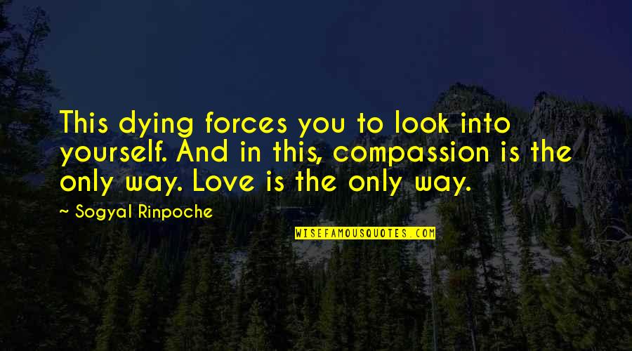 Outfox Dog Quotes By Sogyal Rinpoche: This dying forces you to look into yourself. Outfox Dog Quotes By Sogyal Rinpoche: This dying forces you to look into yourself.