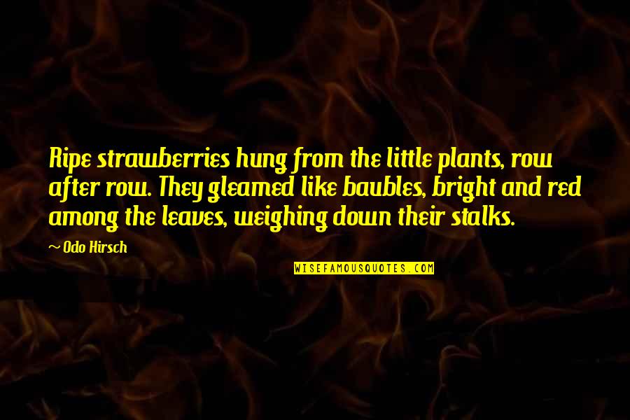 Overcoming Fears Quotes By Odo Hirsch: Ripe strawberries hung from the little plants, row