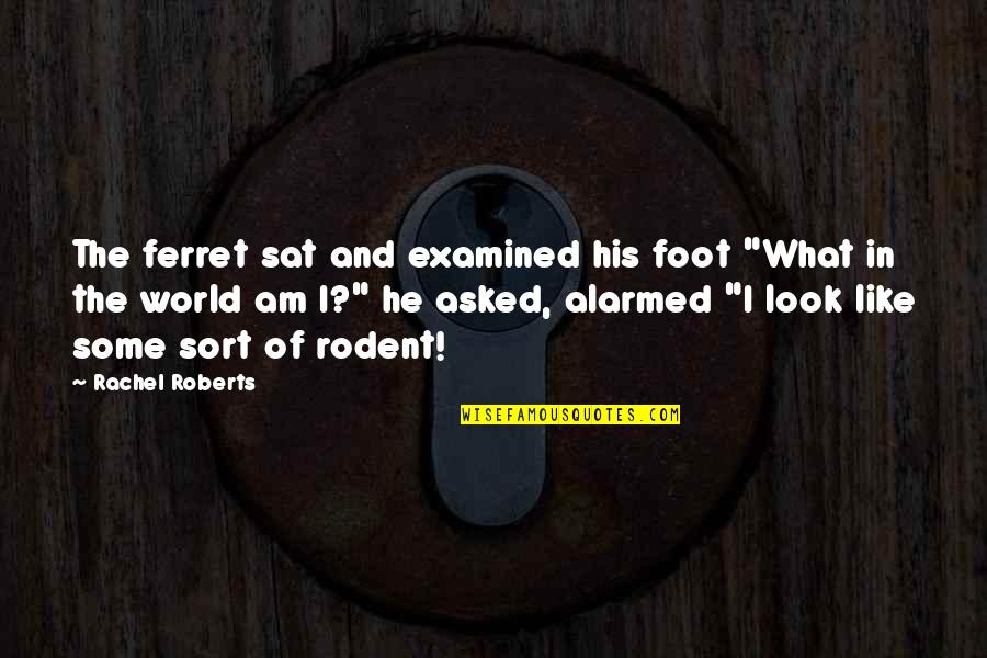 Ozzie Quotes By Rachel Roberts: The ferret sat and examined his foot "What Ozzie Quotes By Rachel Roberts: The ferret sat and examined his foot "What