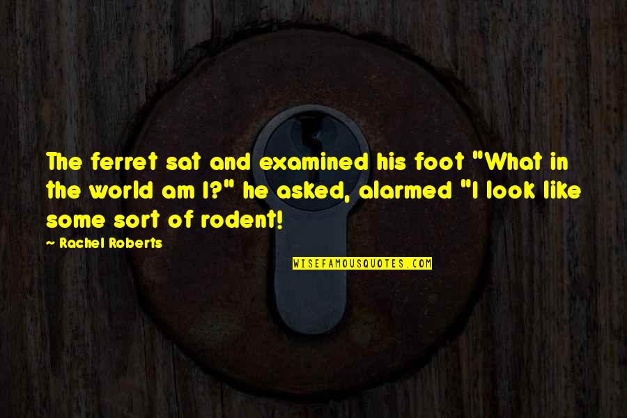 Ozzie's Quotes By Rachel Roberts: The ferret sat and examined his foot "What