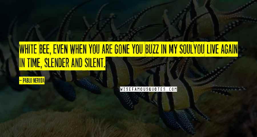 Pablo Neruda quotes: White bee, even when you are gone you buzz in my soulYou live again in time, slender and silent.