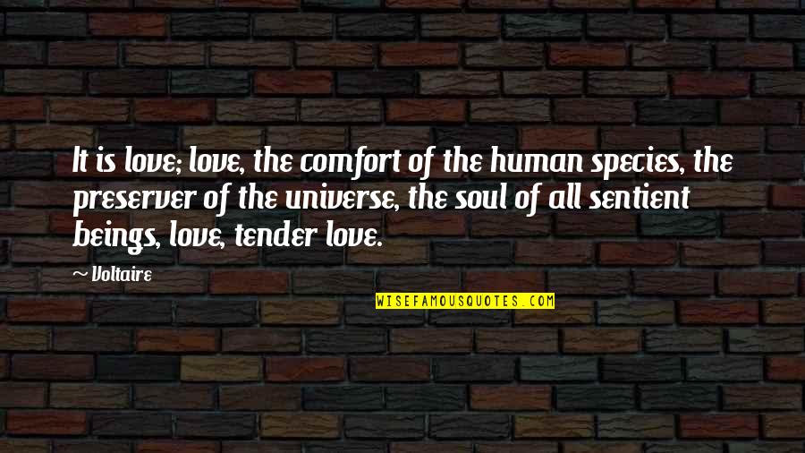 Pangloss Candide Quotes By Voltaire: It is love; love, the comfort of the Pangloss Candide Quotes By Voltaire: It is love; love, the comfort of the