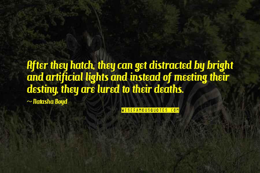 Patates Quotes By Natasha Boyd: After they hatch, they can get distracted by