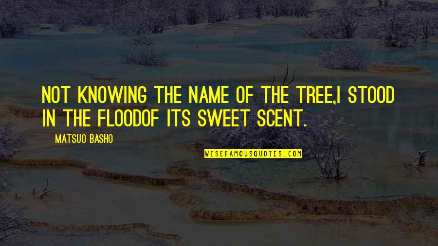 Pattullo Family Tree Quotes By Matsuo Basho: Not knowing the name of the tree,I stood