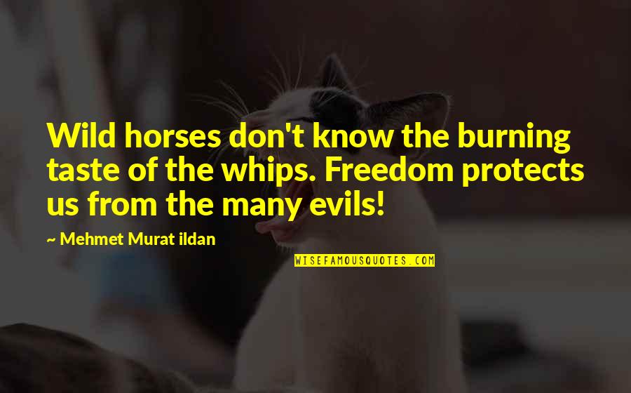 Pawana Nanda Quotes By Mehmet Murat Ildan: Wild horses don't know the burning taste of Pawana Nanda Quotes By Mehmet Murat Ildan: Wild horses don't know the burning taste of