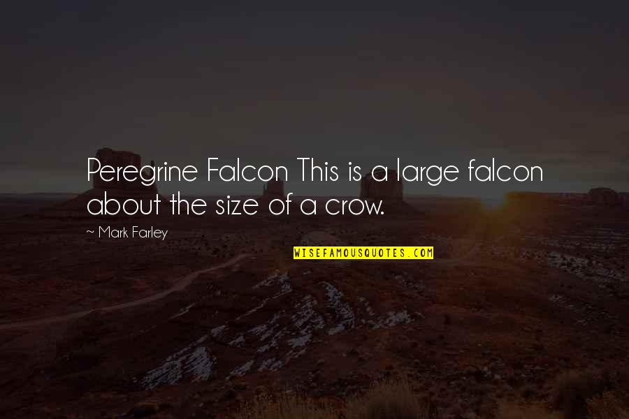 Peregrine Falcon Quotes By Mark Farley: Peregrine Falcon This is a large falcon about