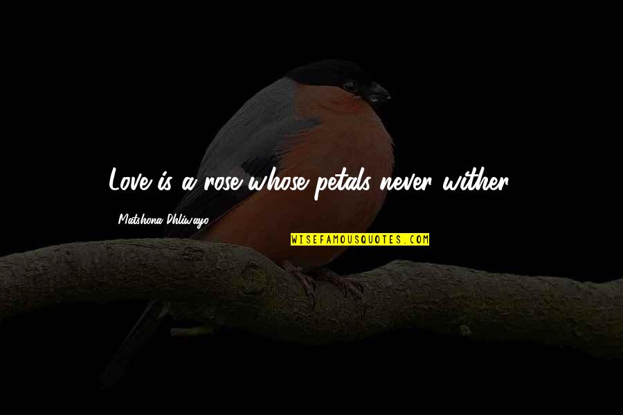 Petals Quotes By Matshona Dhliwayo: Love is a rose whose petals never wither. Petals Quotes By Matshona Dhliwayo: Love is a rose whose petals never wither.