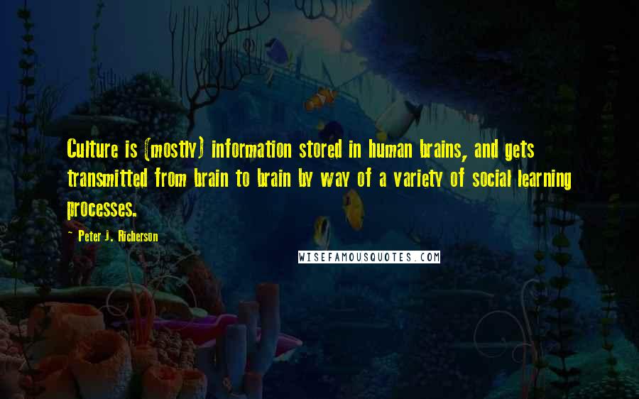 Peter J. Richerson quotes: Culture is (mostly) information stored in human brains, and gets transmitted from brain to brain by way of a variety of social learning processes.