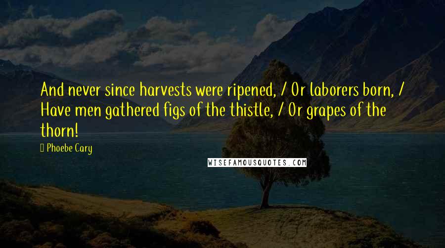 Phoebe Cary quotes: And never since harvests were ripened, / Or laborers born, / Have men gathered figs of the thistle, / Or grapes of the thorn!