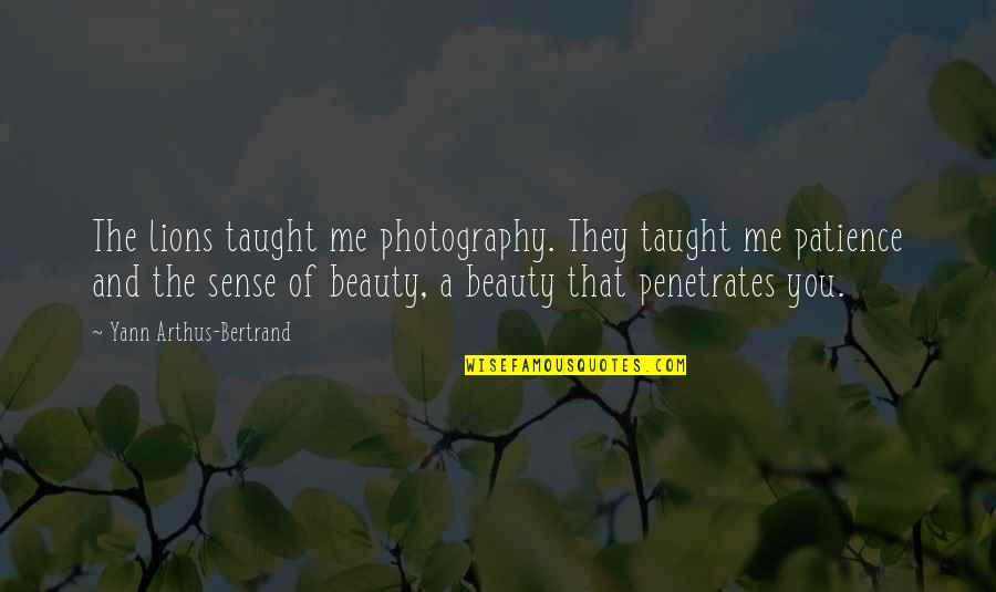 Photography And Beauty Quotes By Yann Arthus-Bertrand: The lions taught me photography. They taught me