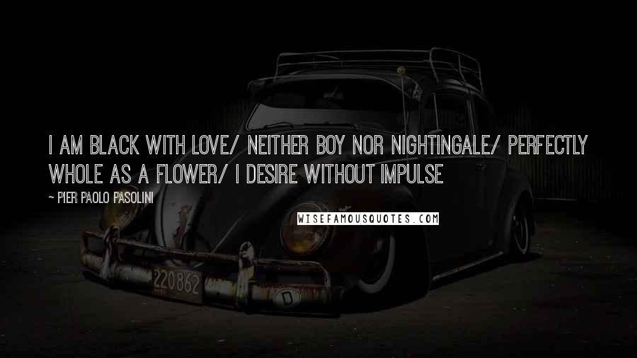 Pier Paolo Pasolini quotes: I am black with love/ neither boy nor nightingale/ perfectly whole as a flower/ I desire without impulse Pier Paolo Pasolini quotes: I am black with love/ neither boy nor nightingale/ perfectly whole as a flower/ I desire without impulse