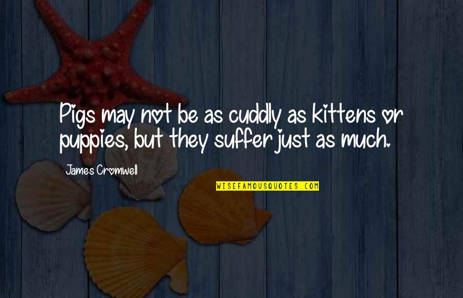 Pigs Quotes By James Cromwell: Pigs may not be as cuddly as kittens