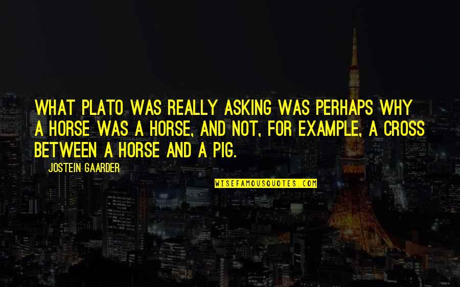 Pigs Quotes By Jostein Gaarder: What Plato was really asking was perhaps why Pigs Quotes By Jostein Gaarder: What Plato was really asking was perhaps why
