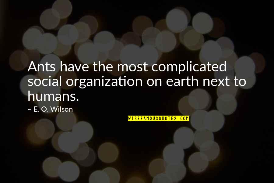 Pint Of Guinness Quotes By E. O. Wilson: Ants have the most complicated social organization on