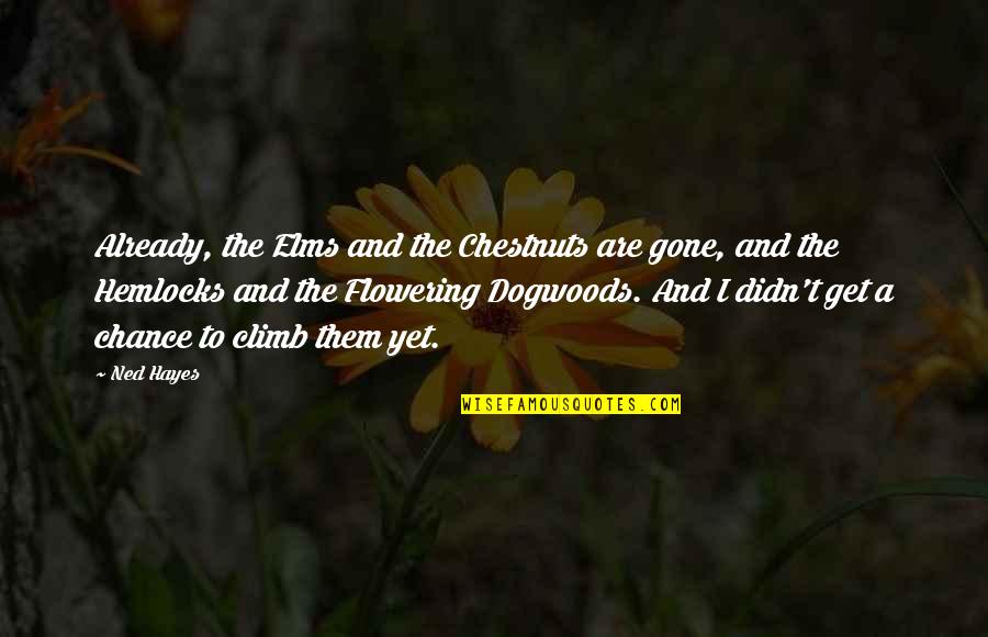 Pitchstorm Quotes By Ned Hayes: Already, the Elms and the Chestnuts are gone, Pitchstorm Quotes By Ned Hayes: Already, the Elms and the Chestnuts are gone,
