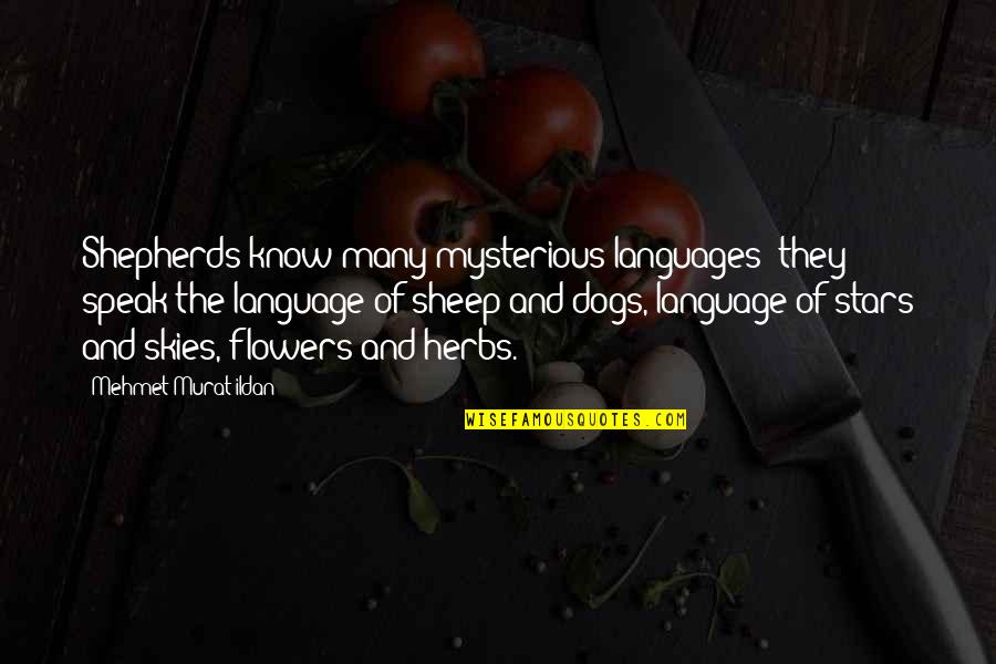 Pitchy Mineral Quotes By Mehmet Murat Ildan: Shepherds know many mysterious languages; they speak the