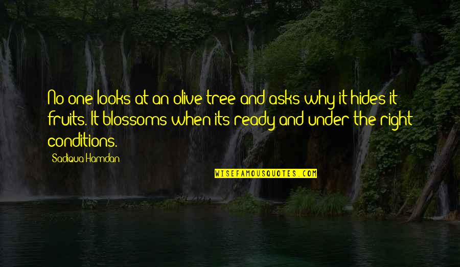 Pjevas Mini Quotes By Sadiqua Hamdan: No one looks at an olive tree and