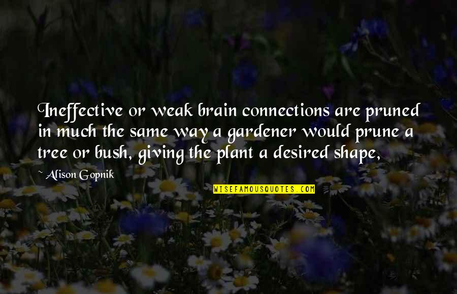 Plant A Tree Best Quotes By Alison Gopnik: Ineffective or weak brain connections are pruned in Plant A Tree Best Quotes By Alison Gopnik: Ineffective or weak brain connections are pruned in