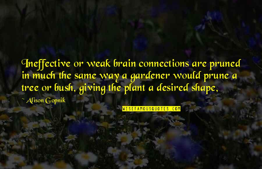Plant Tree Quotes By Alison Gopnik: Ineffective or weak brain connections are pruned in