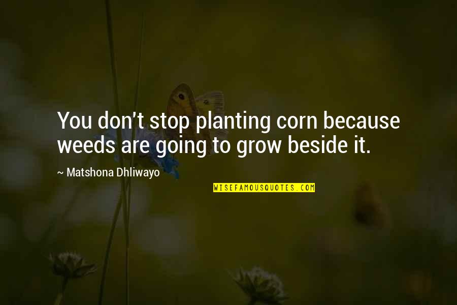 Planting's Quotes By Matshona Dhliwayo: You don't stop planting corn because weeds are