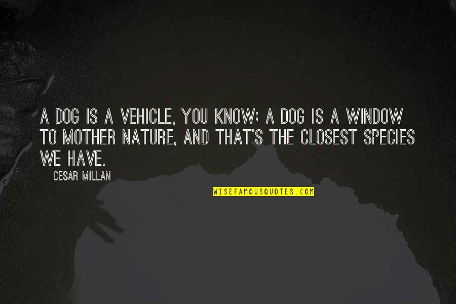 Please Delete Me Quotes By Cesar Millan: A dog is a vehicle, you know; a