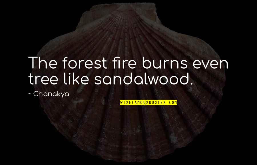 Political Con Quotes By Chanakya: The forest fire burns even tree like sandalwood.