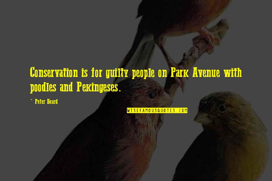 Poodles Quotes By Peter Beard: Conservation is for guilty people on Park Avenue