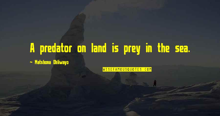 Predator And Prey Quotes By Matshona Dhliwayo: A predator on land is prey in the