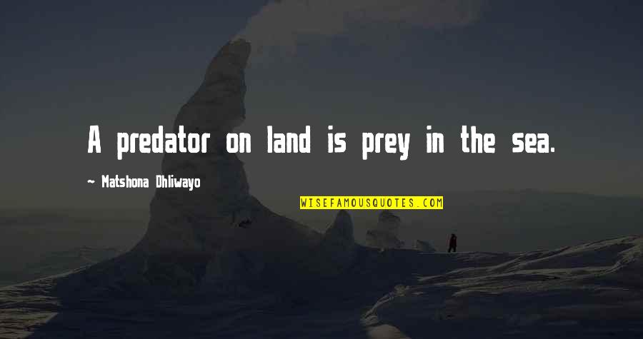 Predator Quotes Quotes By Matshona Dhliwayo: A predator on land is prey in the Predator Quotes Quotes By Matshona Dhliwayo: A predator on land is prey in the