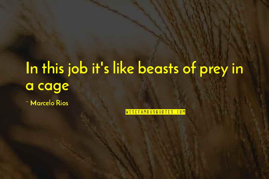 Prey Quotes By Marcelo Rios: In this job it's like beasts of prey Prey Quotes By Marcelo Rios: In this job it's like beasts of prey