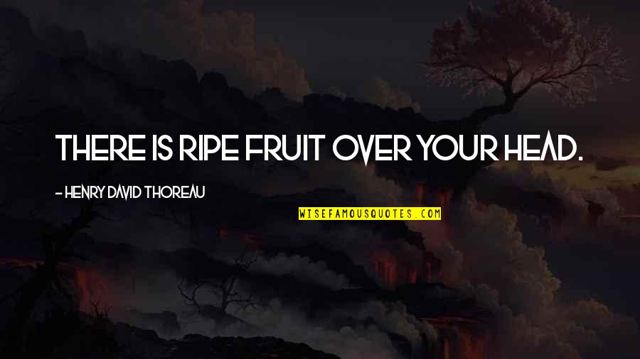 Proverbs Of Solomon Quotes By Henry David Thoreau: There is ripe fruit over your head. Proverbs Of Solomon Quotes By Henry David Thoreau: There is ripe fruit over your head.
