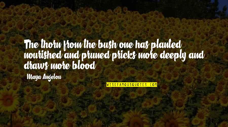 Pruned Quotes By Maya Angelou: The thorn from the bush one has planted,