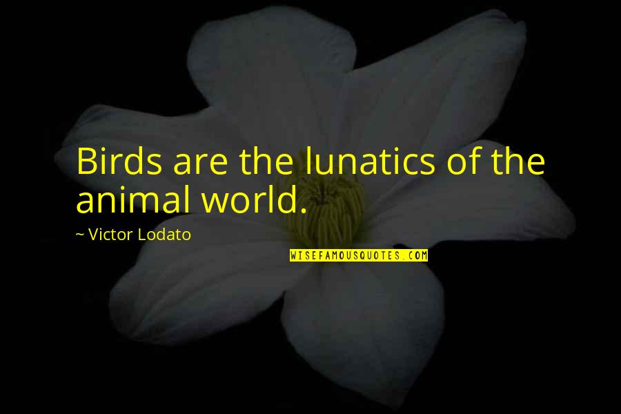 Pulmonary Test Quotes By Victor Lodato: Birds are the lunatics of the animal world.