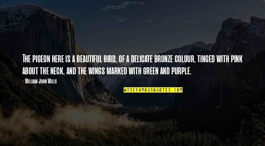 Purple And Green Quotes By William John Wills: The pigeon here is a beautiful bird, of Purple And Green Quotes By William John Wills: The pigeon here is a beautiful bird, of