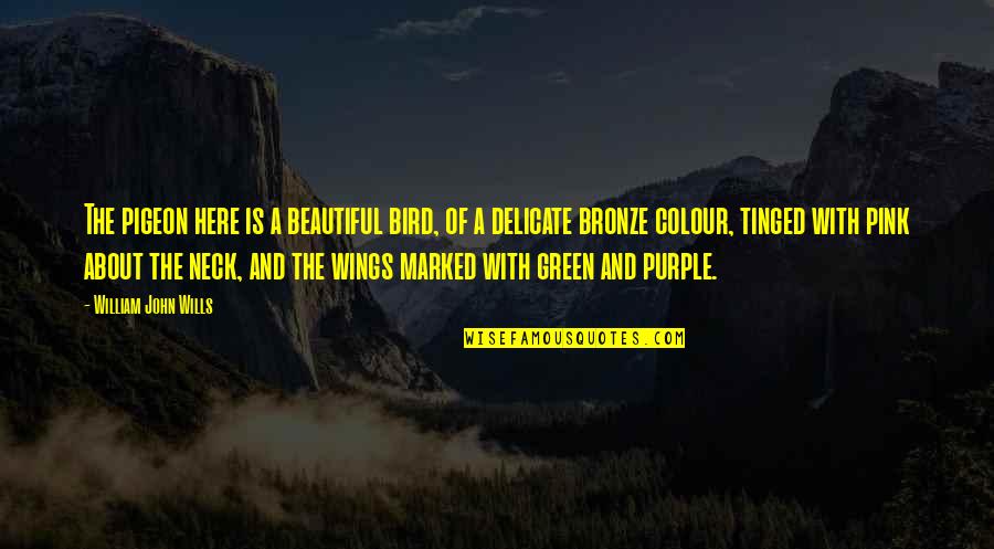 Purple And Pink Quotes By William John Wills: The pigeon here is a beautiful bird, of