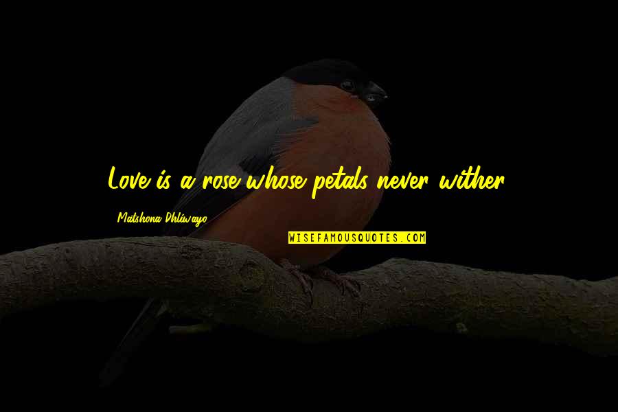 Quotes Castaneda Quotes By Matshona Dhliwayo: Love is a rose whose petals never wither.