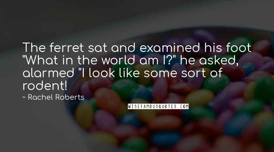 Rachel Roberts quotes: The ferret sat and examined his foot "What in the world am I?" he asked, alarmed "I look like some sort of rodent! Rachel Roberts quotes: The ferret sat and examined his foot "What in the world am I?" he asked, alarmed "I look like some sort of rodent!