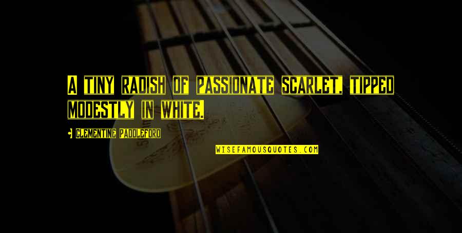 Radish Quotes By Clementine Paddleford: A tiny radish of passionate scarlet, tipped modestly