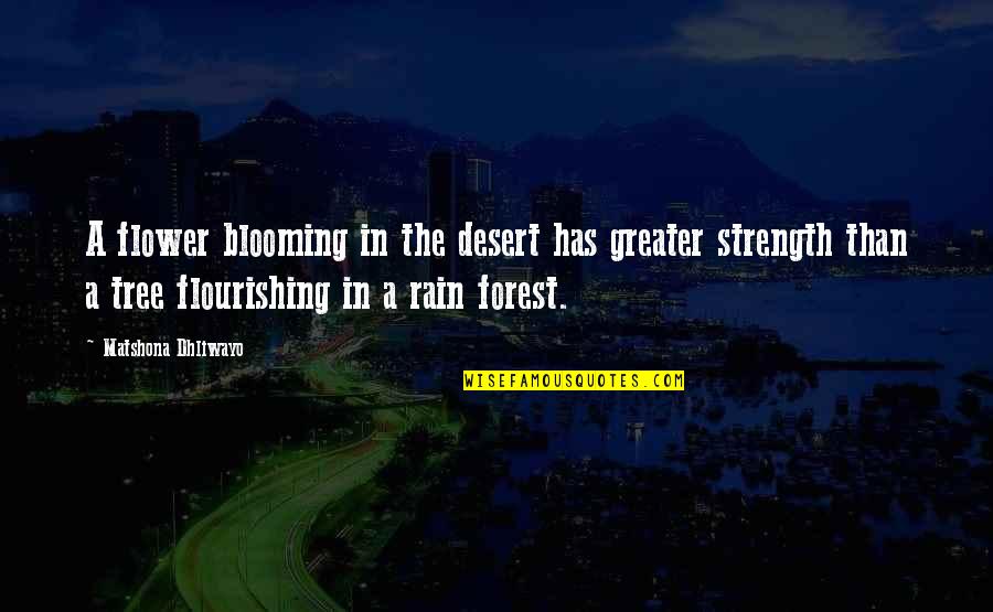 Rain Forest Quotes By Matshona Dhliwayo: A flower blooming in the desert has greater Rain Forest Quotes By Matshona Dhliwayo: A flower blooming in the desert has greater