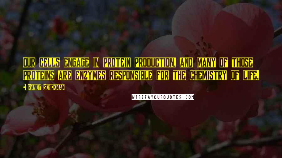 Randy Schekman quotes: Our cells engage in protein production, and many of those proteins are enzymes responsible for the chemistry of life.