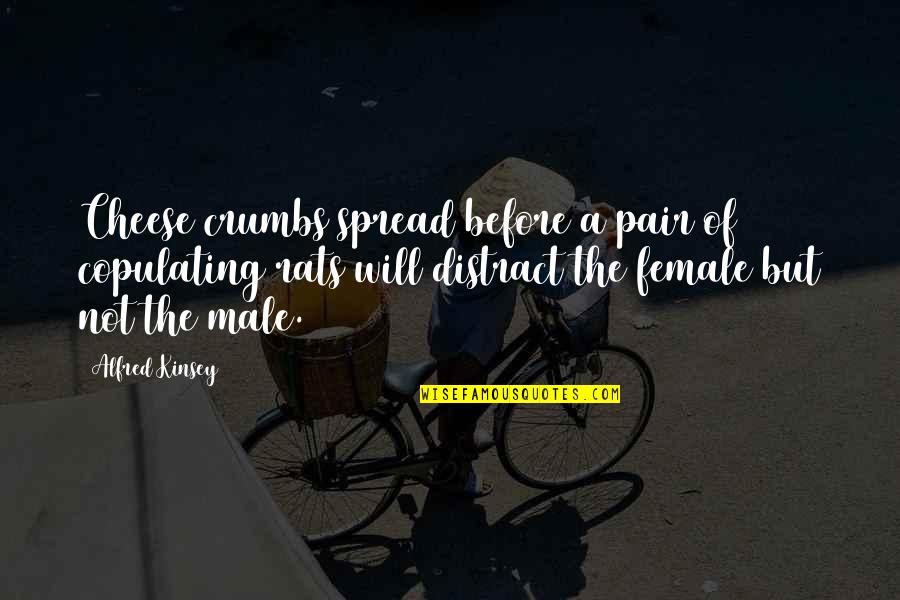 Rats And Cheese Quotes By Alfred Kinsey: Cheese crumbs spread before a pair of copulating Rats And Cheese Quotes By Alfred Kinsey: Cheese crumbs spread before a pair of copulating