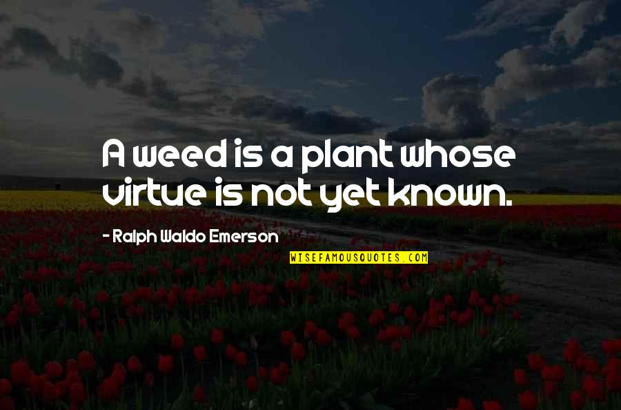 Rayuela In English Quotes By Ralph Waldo Emerson: A weed is a plant whose virtue is Rayuela In English Quotes By Ralph Waldo Emerson: A weed is a plant whose virtue is