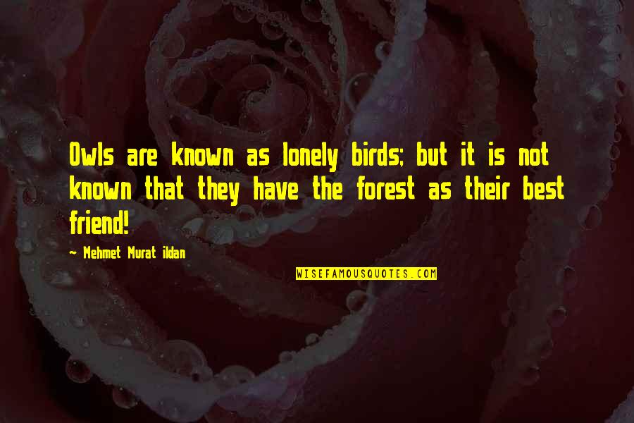 Rcbutey101 Quotes By Mehmet Murat Ildan: Owls are known as lonely birds; but it Rcbutey101 Quotes By Mehmet Murat Ildan: Owls are known as lonely birds; but it