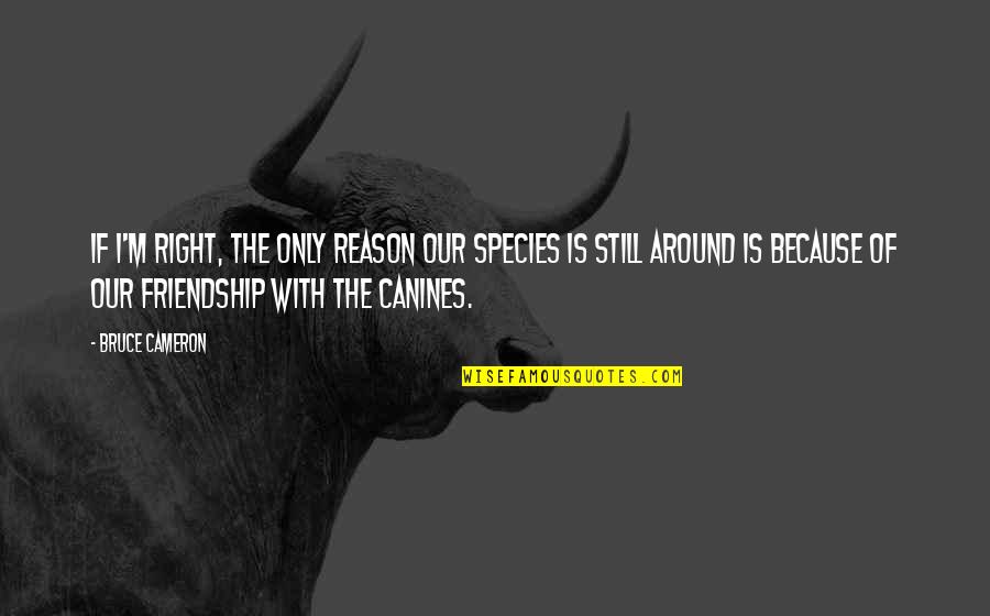 Reason For Friendship Quotes By Bruce Cameron: If I'm right, the only reason our species