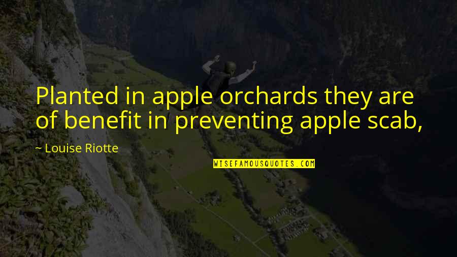 Rededi Quotes By Louise Riotte: Planted in apple orchards they are of benefit