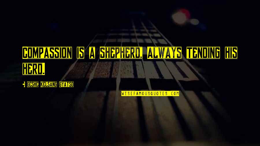 Remus Lupins Quotes By Geshe Kelsang Gyatso: Compassion is a Shepherd, Always tending his herd. Remus Lupins Quotes By Geshe Kelsang Gyatso: Compassion is a Shepherd, Always tending his herd.