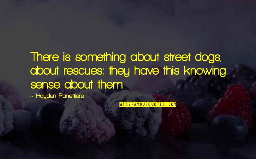 Rescues Quotes By Hayden Panettiere: There is something about street dogs, about rescues;